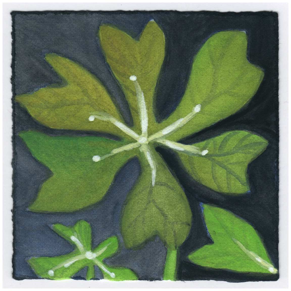 A May Apple at Night. #516 by Raya Bodnarchuk, Estate, Image 1.