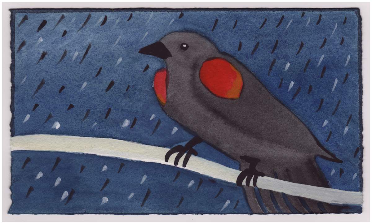 A Redwing Blackbird in the Rain. #874 by Raya Bodnarchuk, Estate, Image 1.