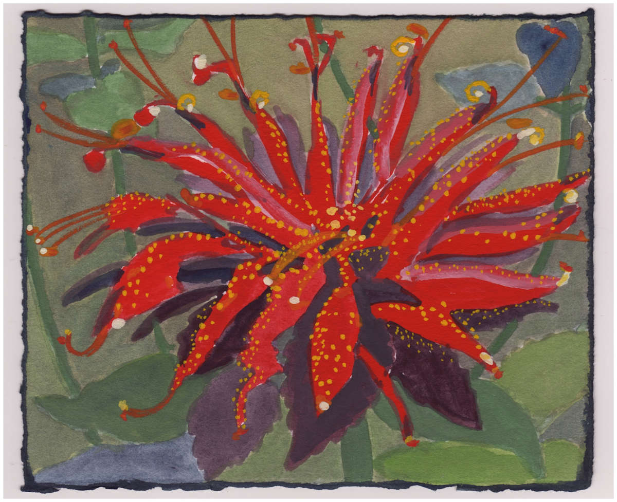 Scarlet Bee Balm. #942 by Raya Bodnarchuk, Estate, Image 1.