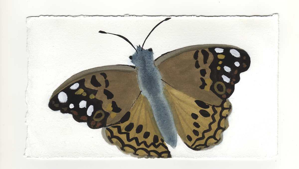 The Hackberry Butterfly on the White Car. #1349 by Raya Bodnarchuk, Estate, Image 1.