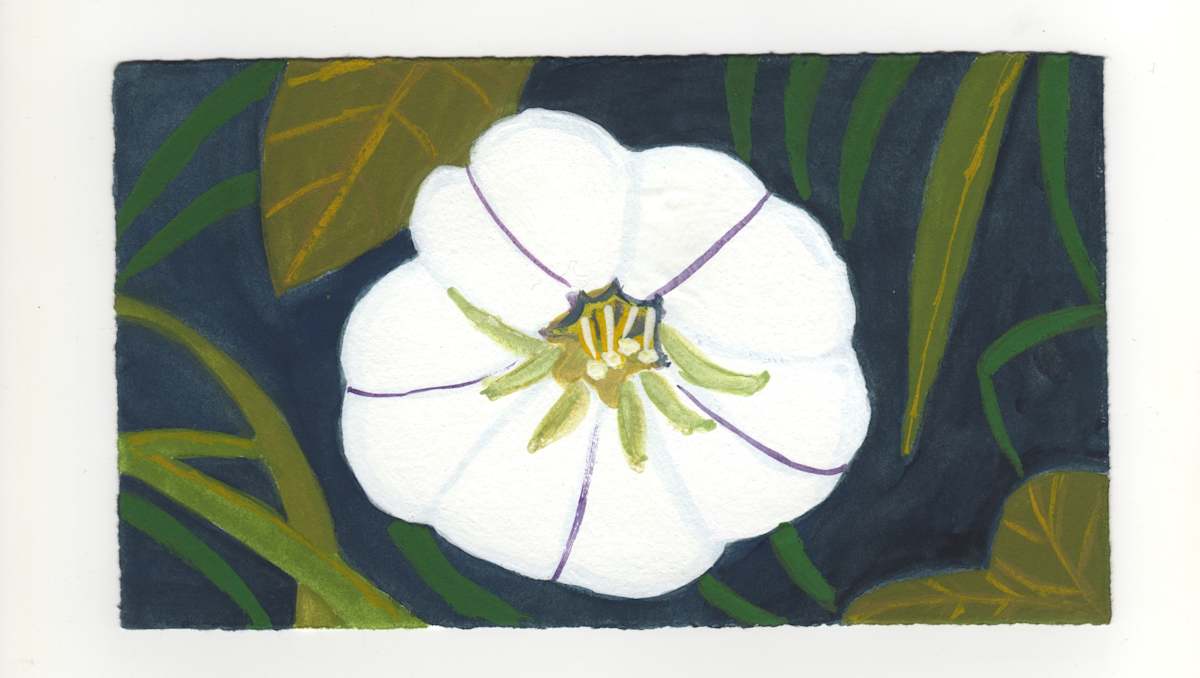 A Morning Glory. #1350 by Raya Bodnarchuk, Estate, Image 1.