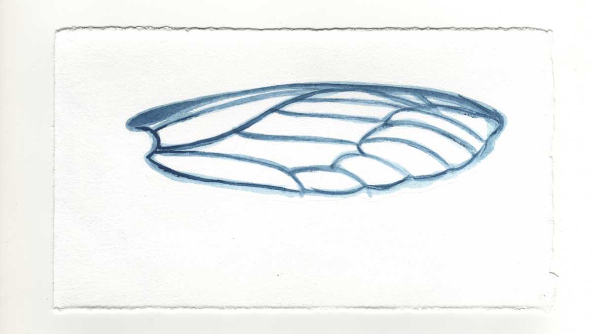 A Locust's Wing. #1361 by Raya Bodnarchuk, Estate, Image 1.
