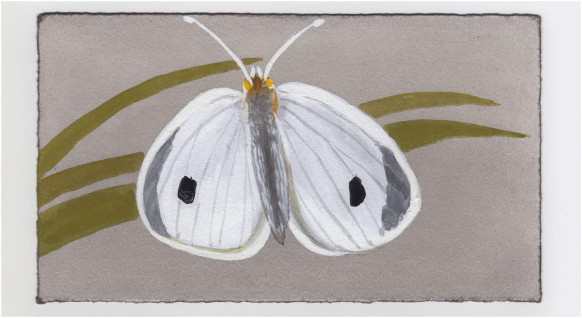 A Cabbage White Butterfly. #1367 by Raya Bodnarchuk, Image 1.