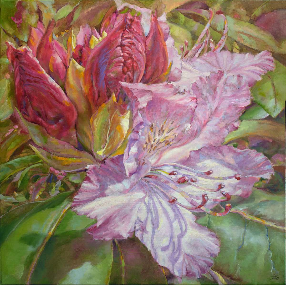 Budding Rhododendron by Pat Cross 