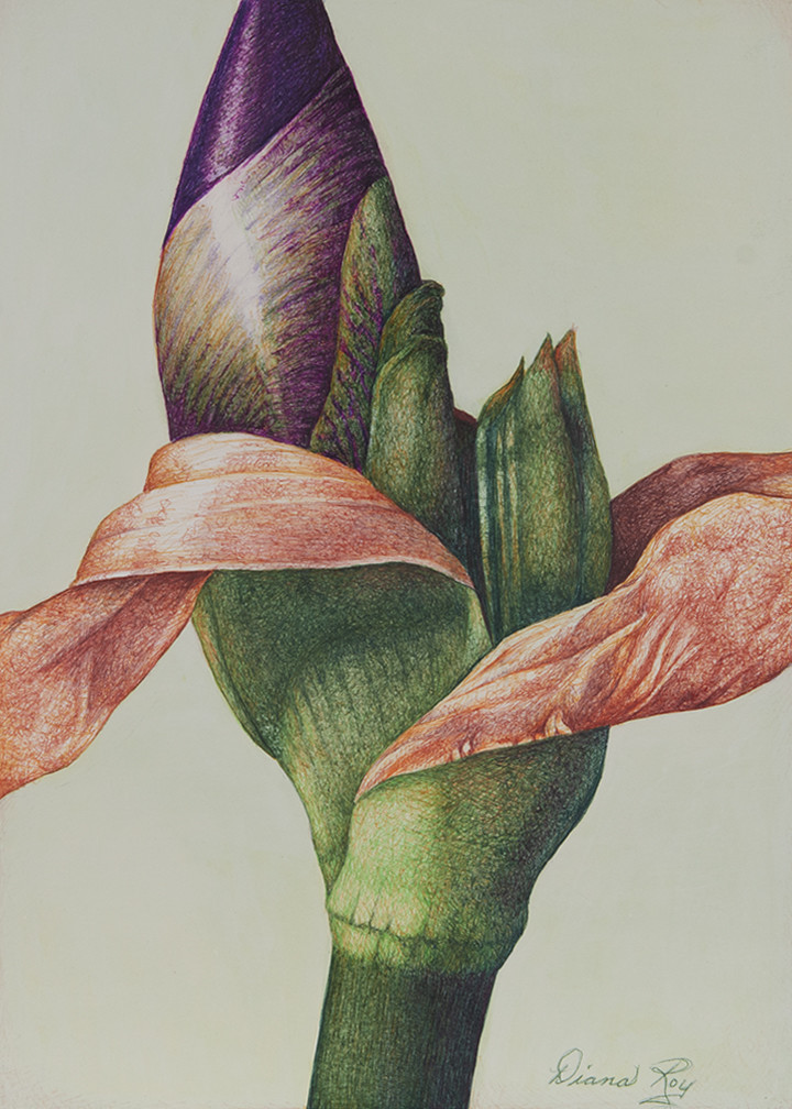 "Iris Bud #1" by Diana Roy 1940-2019 