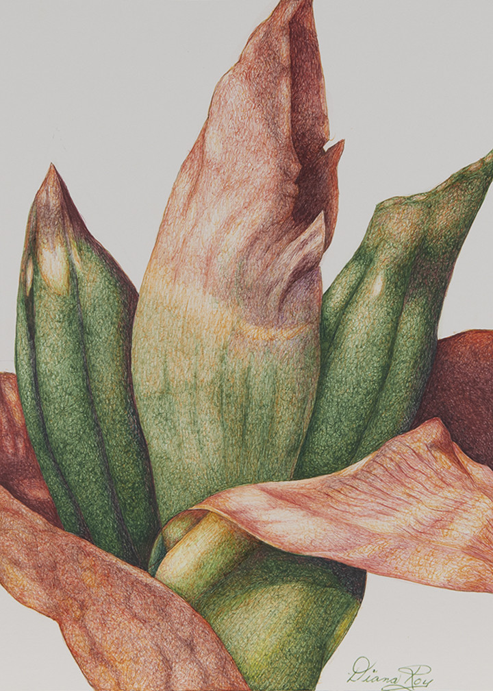 "Flower Buds" by Diana Roy 1940-2019 