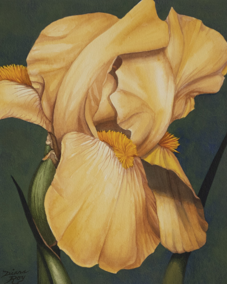 "Yellow Iris" by Diana Roy 1940-2019  Image: Diana was well known for her Iris paintings.  She enjoyed capturing the intricate beauty of this delicate and complex flower.