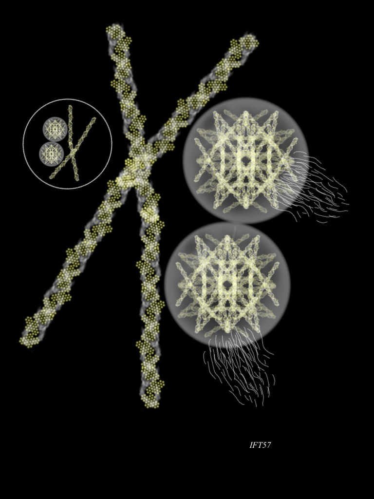 IFT57 by Gregg Liberi 