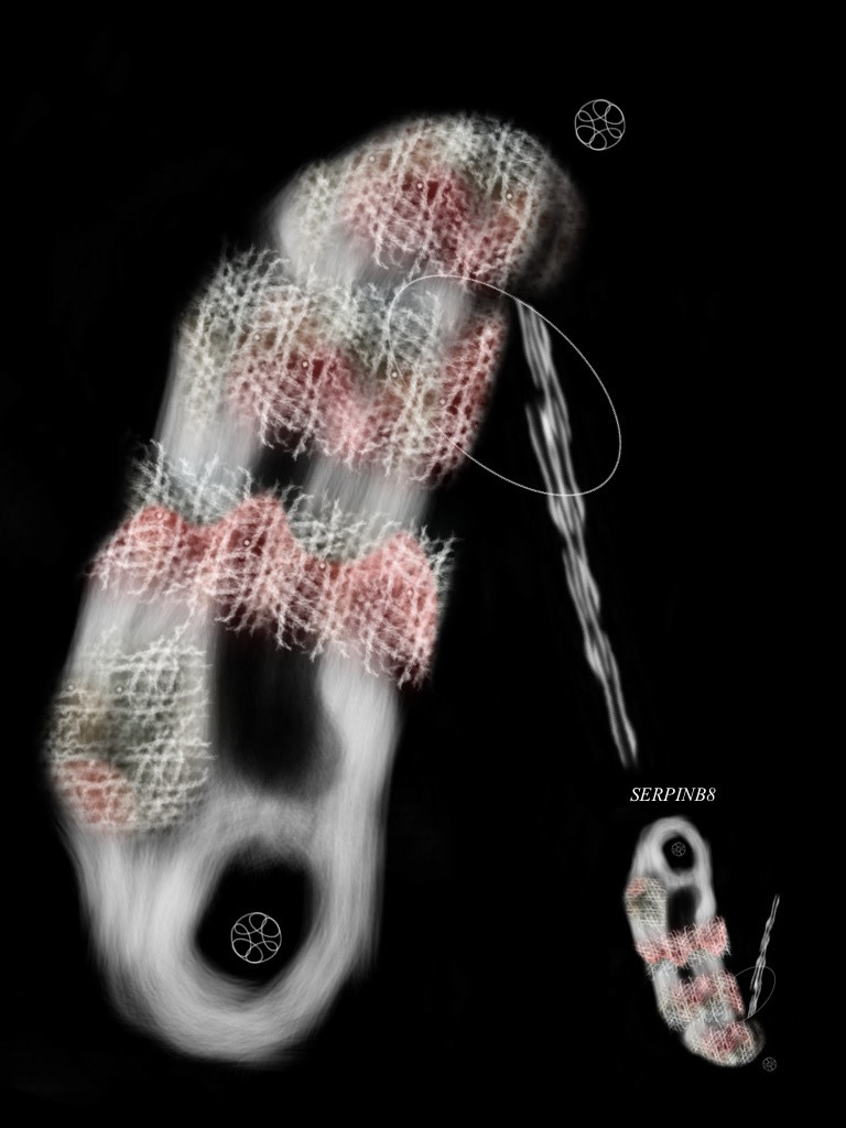 SERPINB8 by Gregg Liberi 