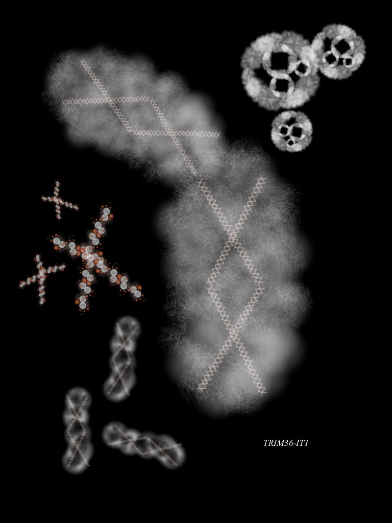 TRIM36-IT1 by Gregg Liberi 