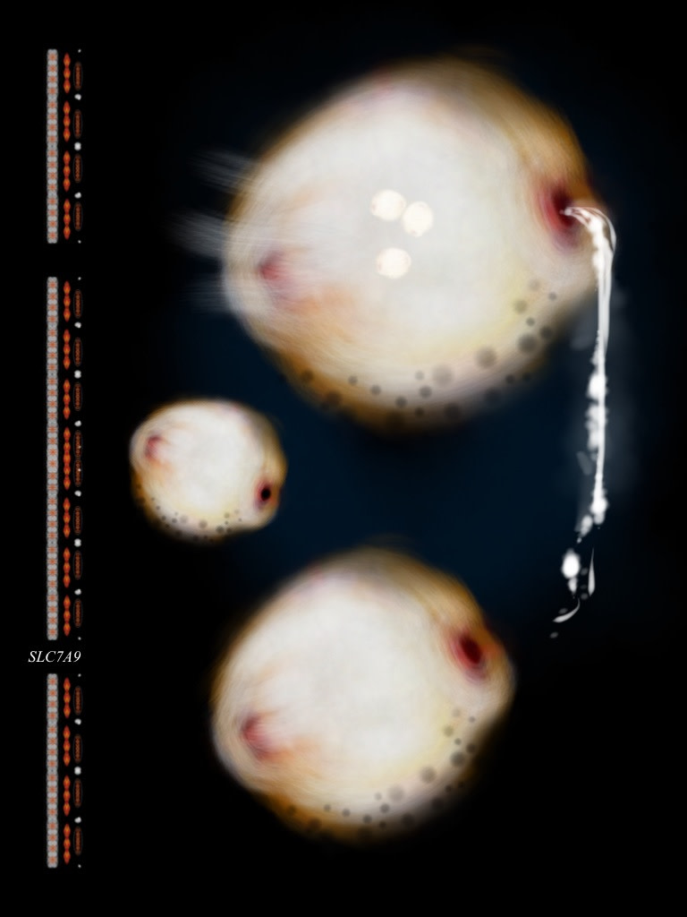 SLC7A9 by Gregg Liberi 
