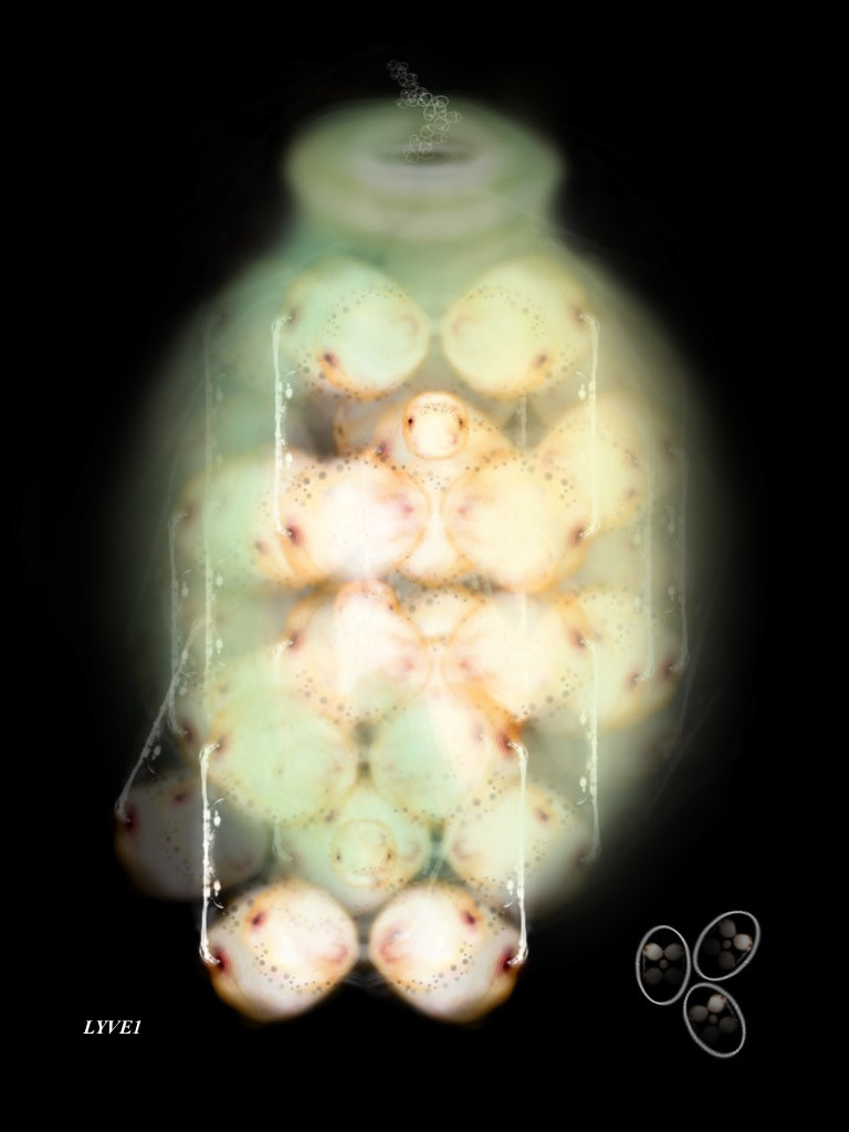 LYVE1 by Gregg Liberi 