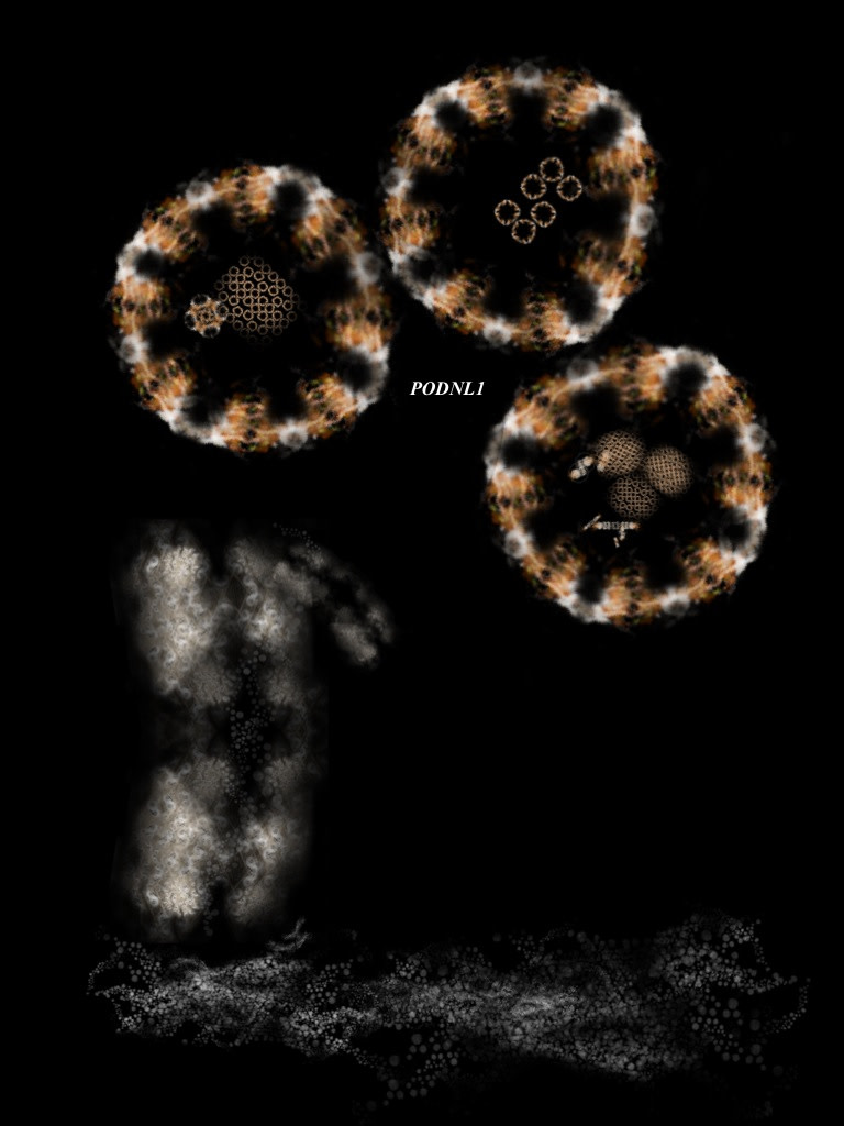 PODNL1 by Gregg Liberi 