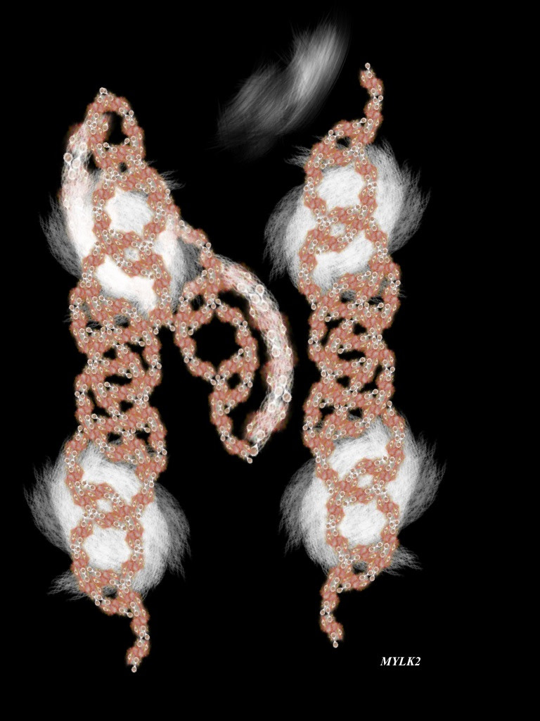 MYLK2 by Gregg Liberi 