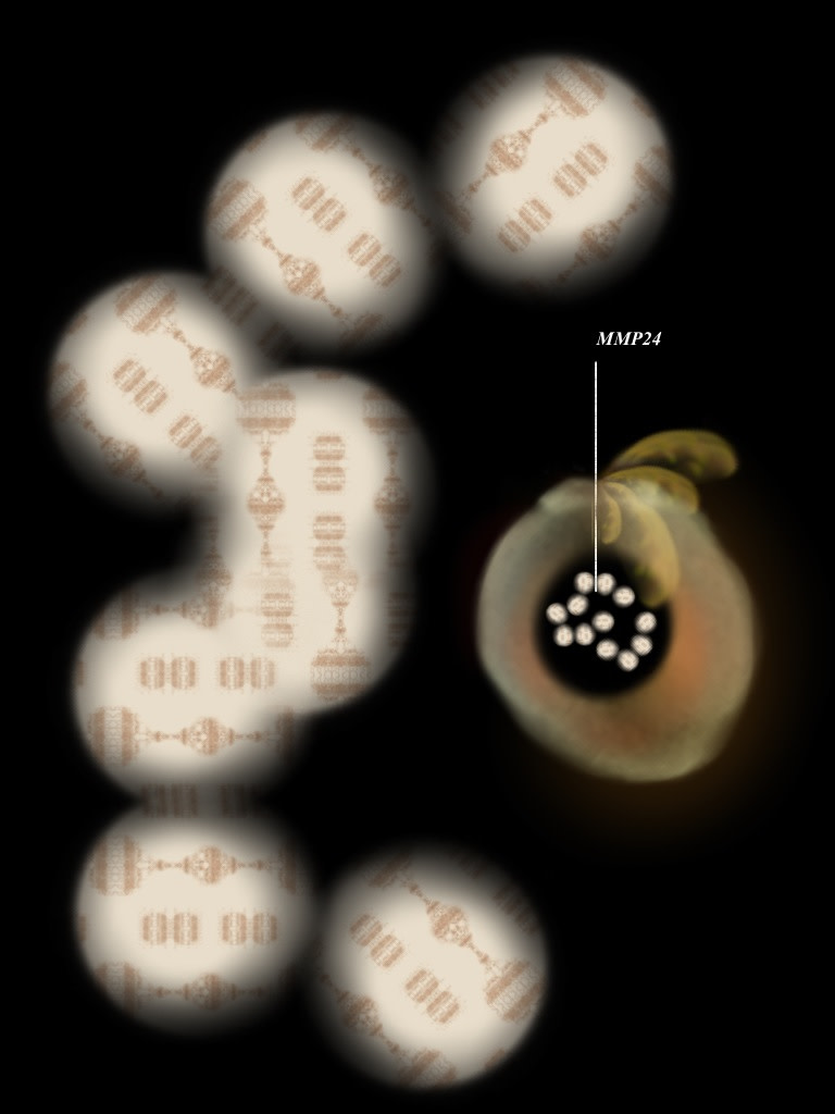 MMP24 by Gregg Liberi 