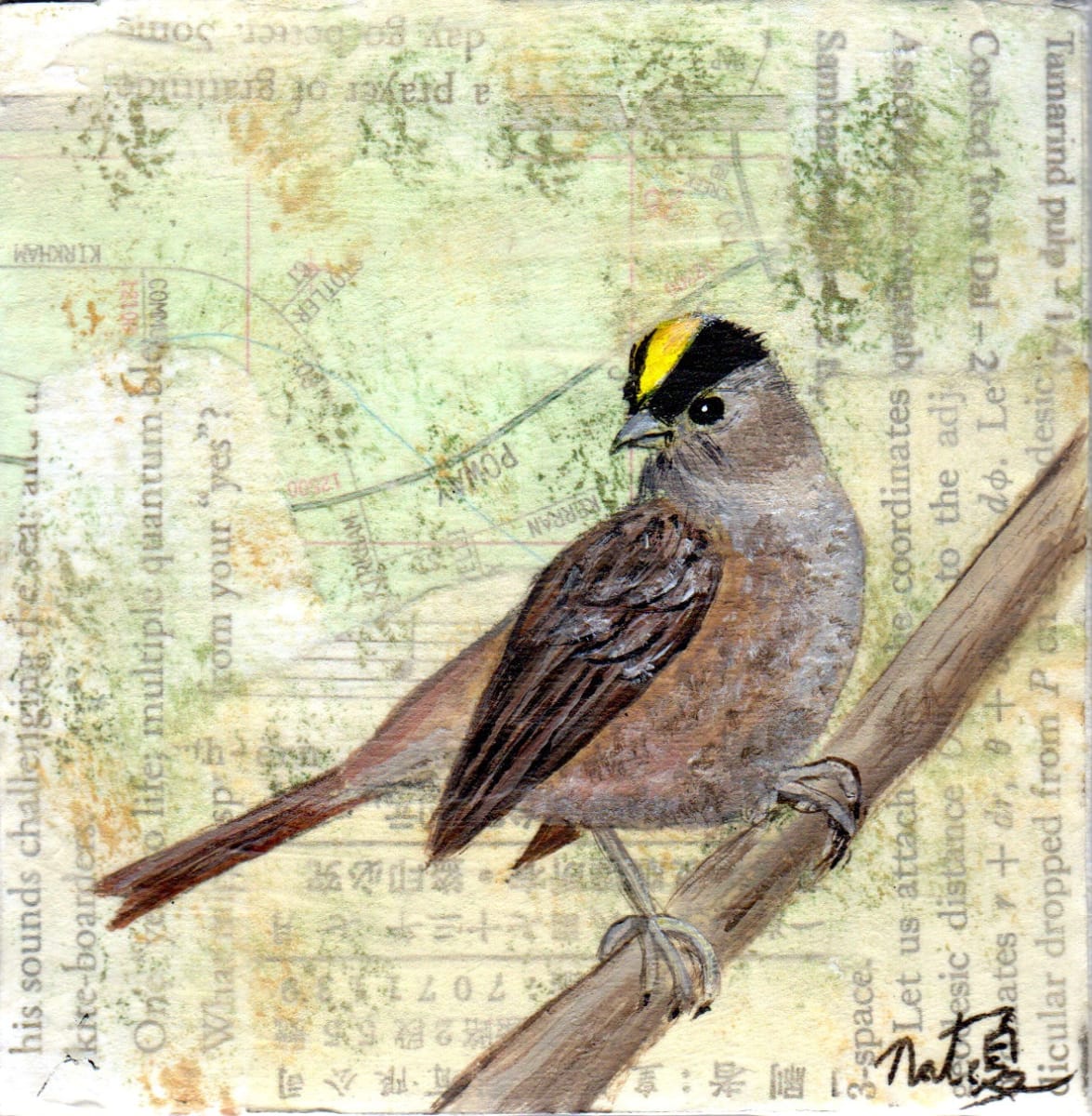 Birds of Balboa Park: Golden-Crowned Sparrow by Poppyfish Studio: The Art of Natasha Monahan Papousek 