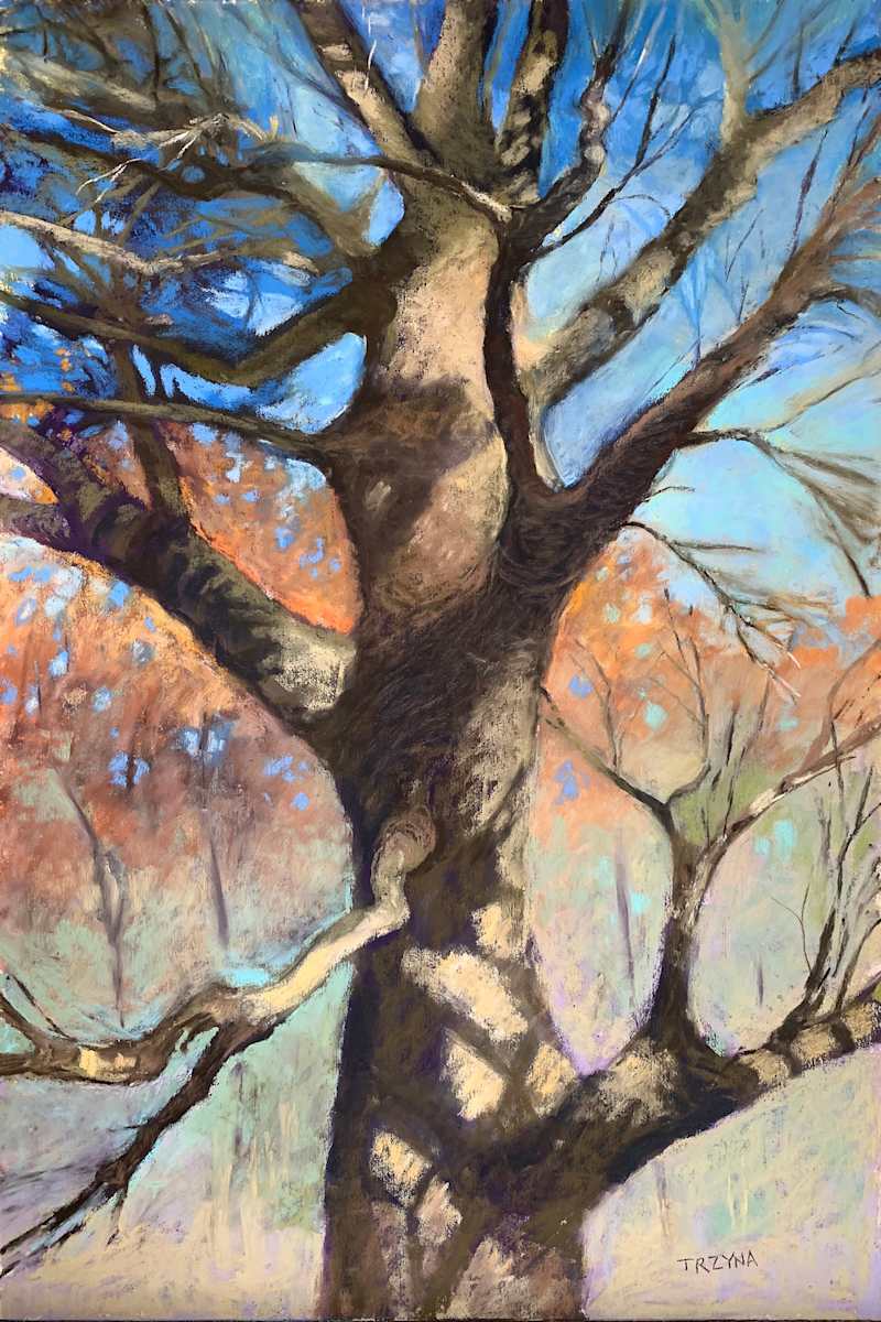 Afternoon Light in the Branches, Image 1.