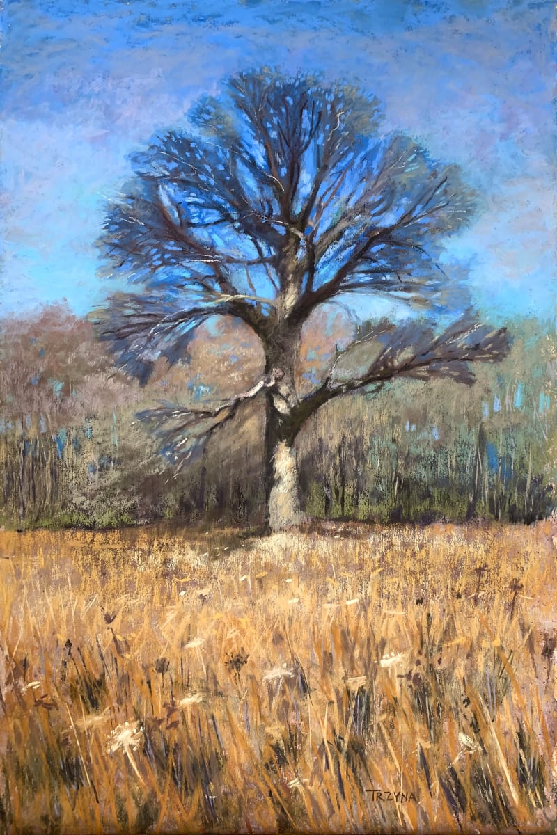 Afternoon Light, Tree by Mary Ann Trzyna 