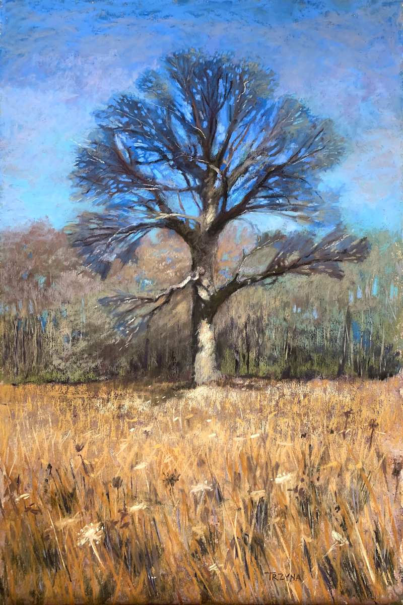 Afternoon Light, Tree by Mary Ann Trzyna, Image 1.