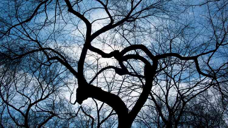 Enchanted Forest 7, Image 1.