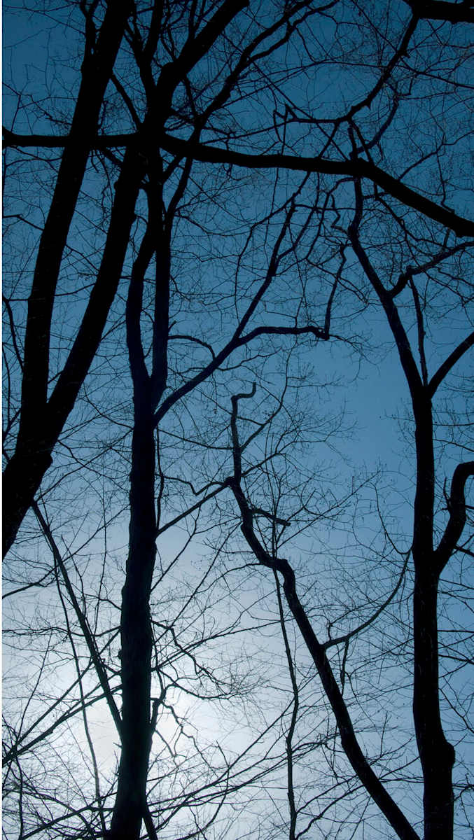 Enchanted Forest 8, Image 1.