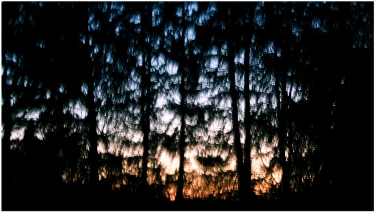 Enchanted Forest 9, Image 1.