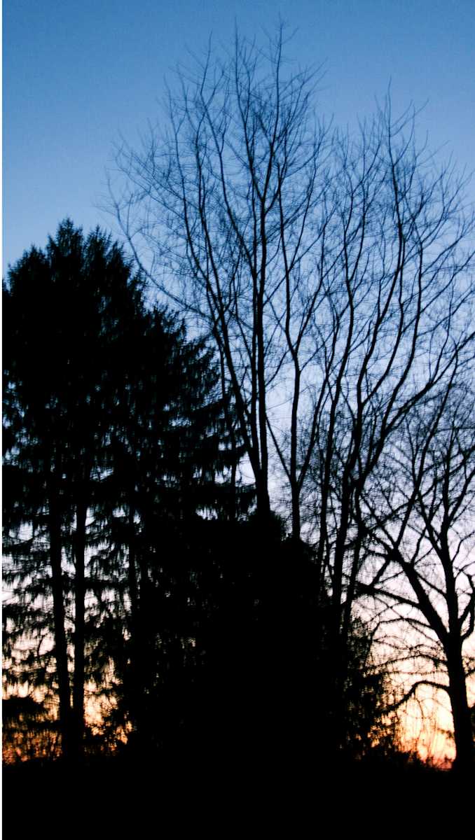 Enchanted Forest 10, Image 1.