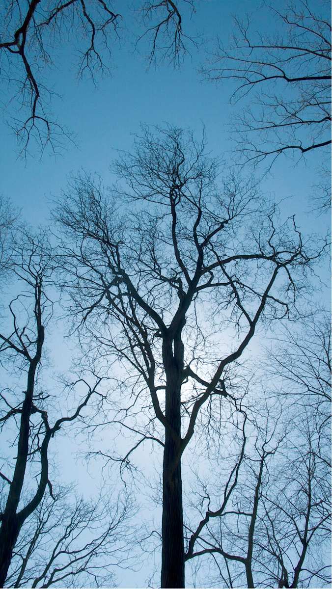 Enchanted Forest 12, Image 1.