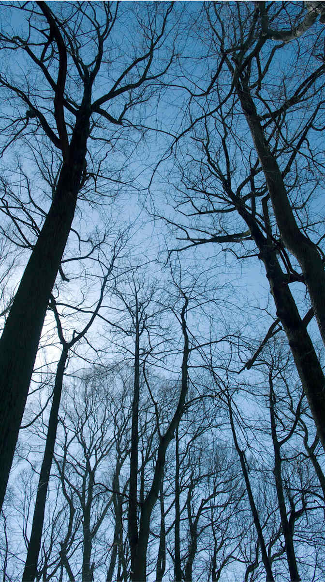 Enchanted Forest 13, Image 1.