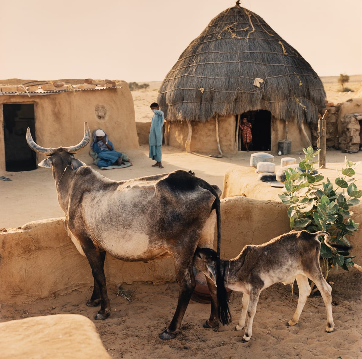 Nursing Calf (Jaisalmer, India) by Amie Potsic 