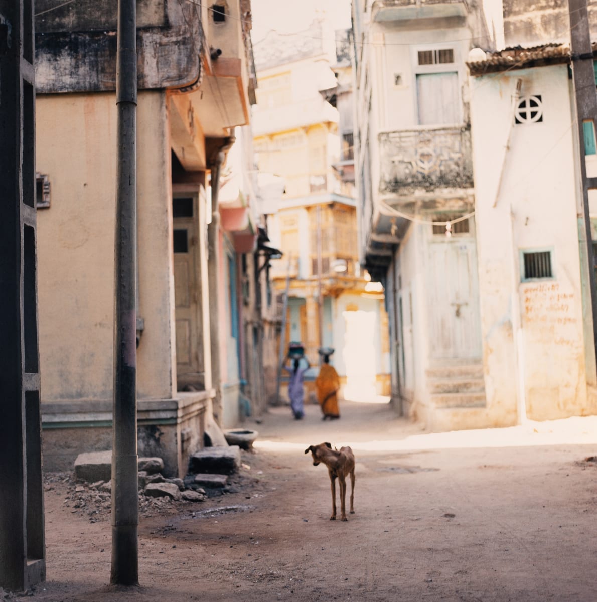Stray Dog (Gujarat, India) by Amie Potsic 