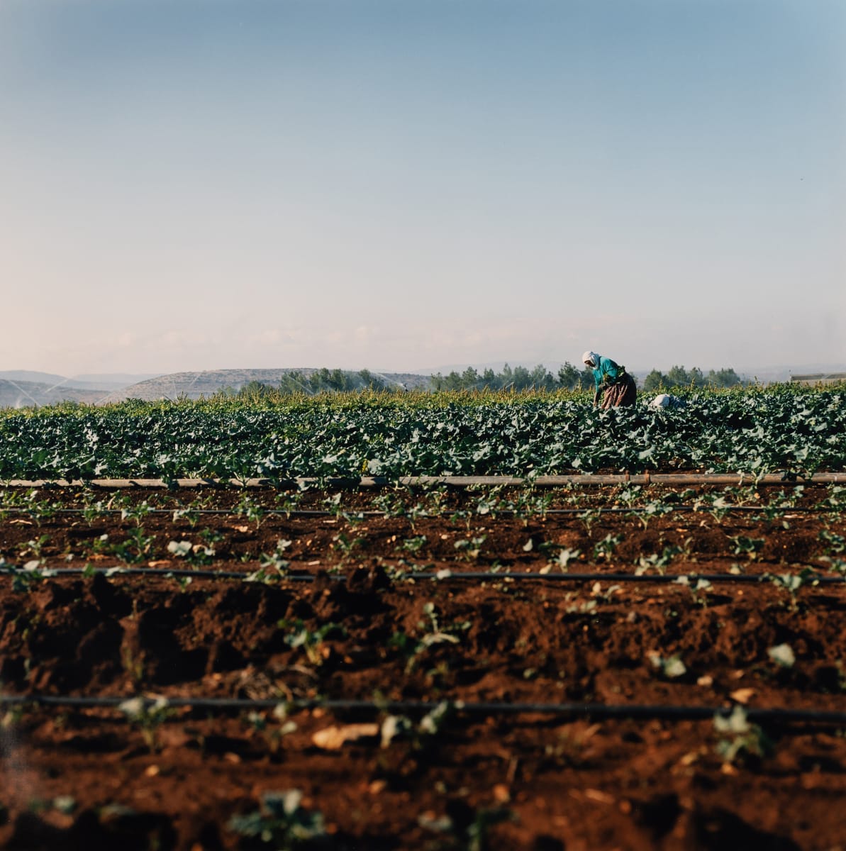 Crops on Ma'aleh Gilboa Kibbutz (Galilee, Israel) by Amie Potsic 