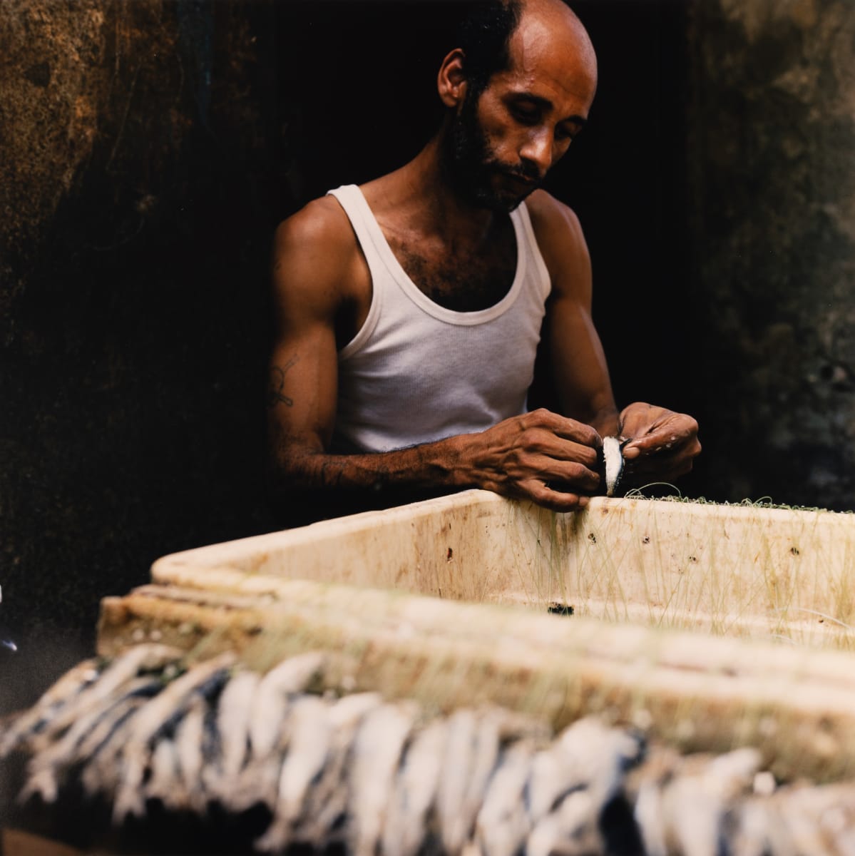 Lining Bait (Akko, Israel) by Amie Potsic 