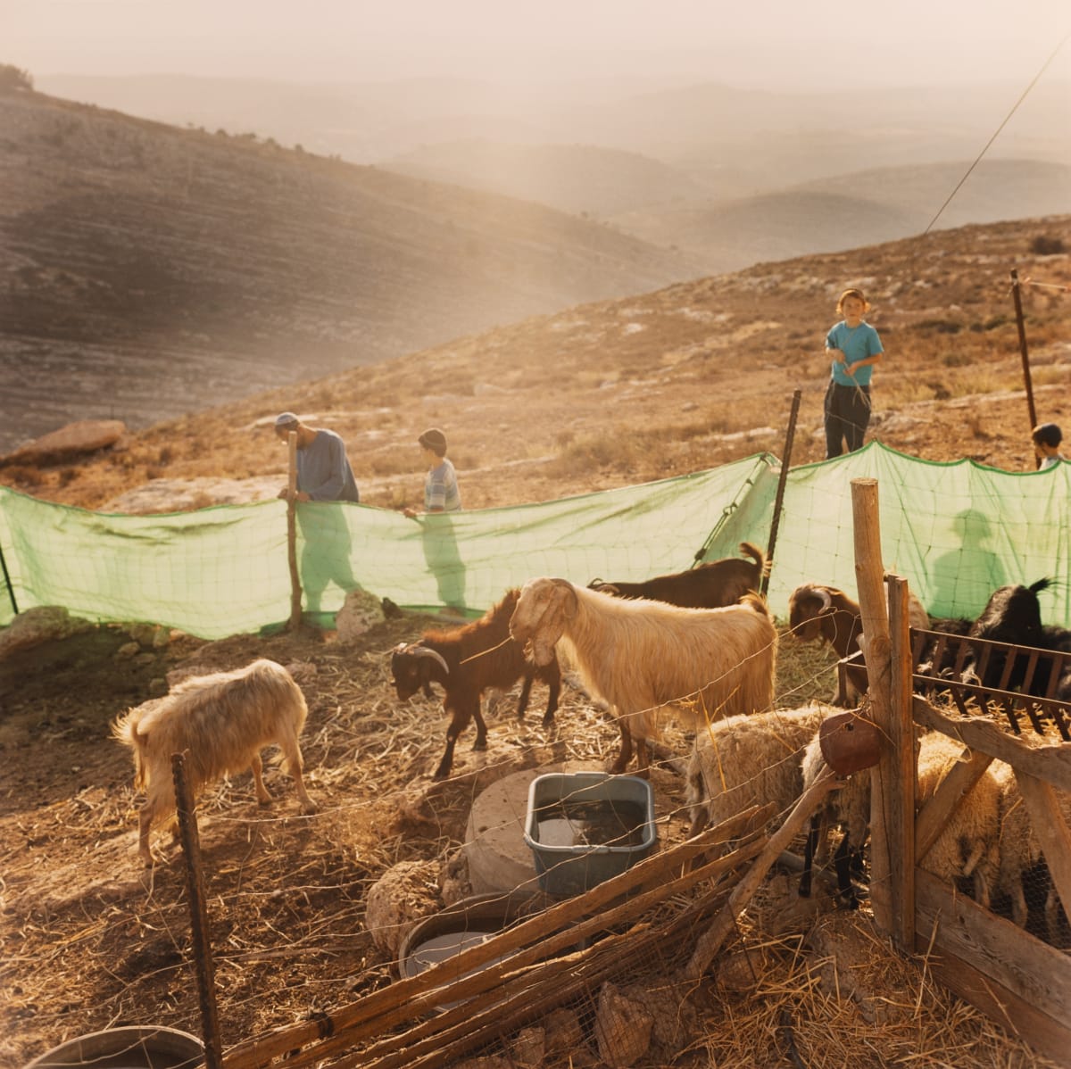 Preparing Animals for Shabbat (Village near Jerusalem, Israel) by Amie Potsic 