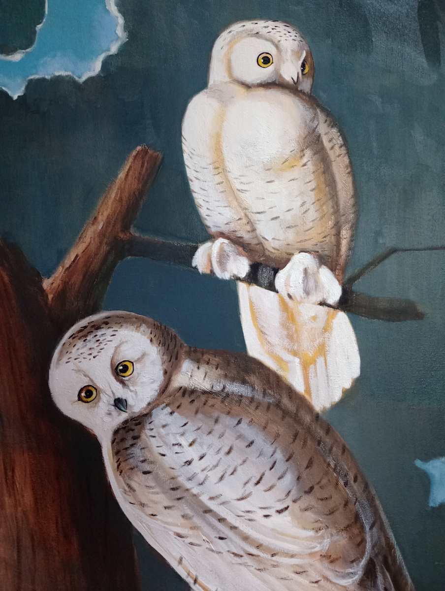 Snowy Owls after Audubon II by CLAIRE HARDY 
