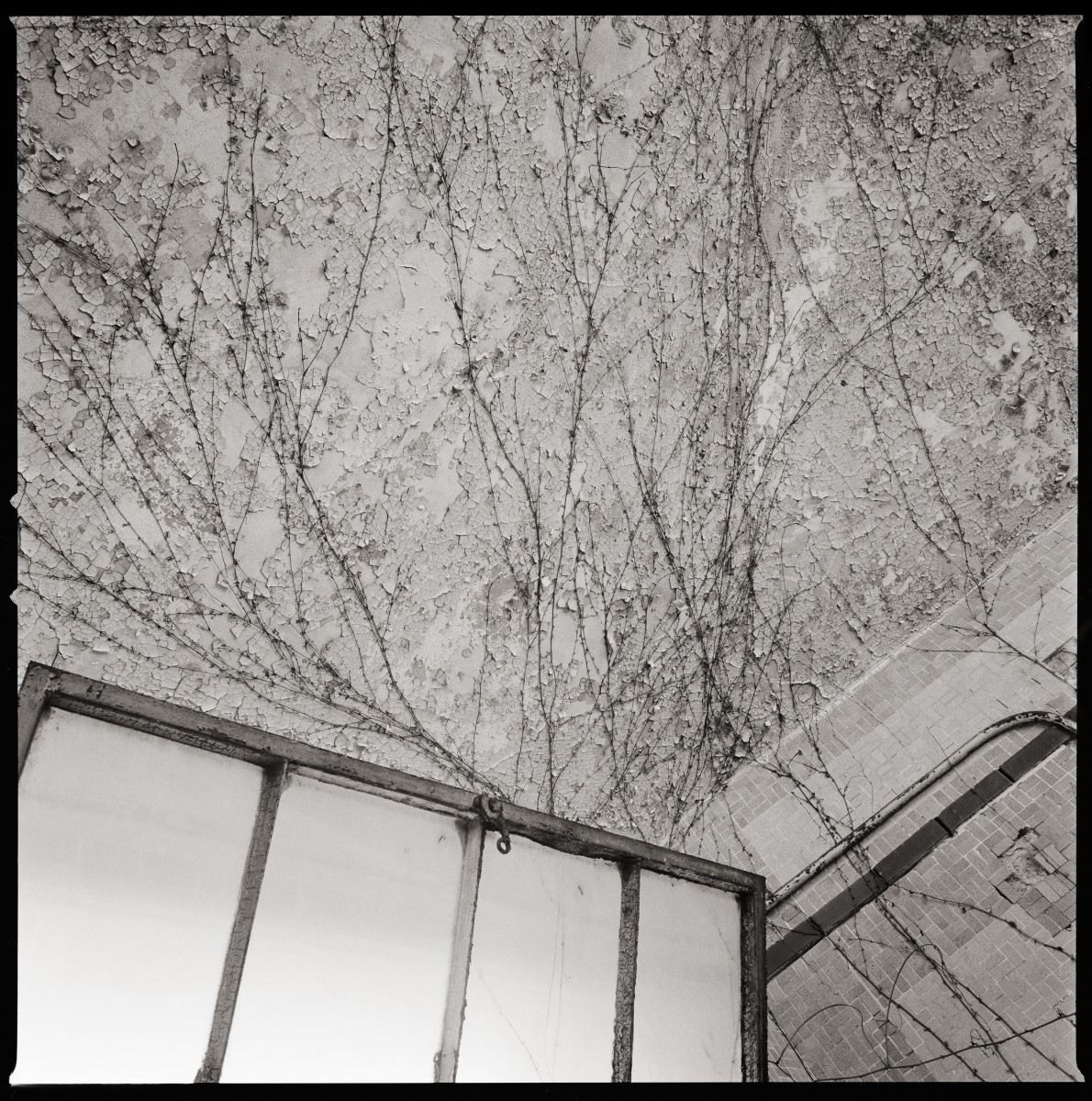 Untitled by Eric T. Kunsman  Image: ID: A black and white image shows a paint-cracked ceiling that has vines growing up the walls and across the ceiling.