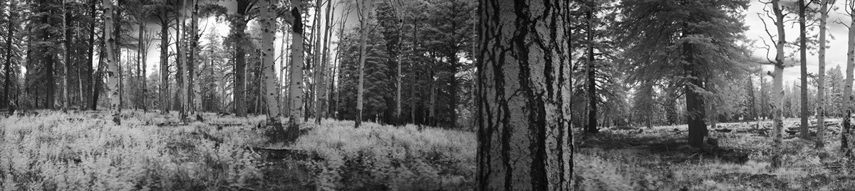 North Rim, Grand Canyon, 160º by Eric T. Kunsman, Image 1.