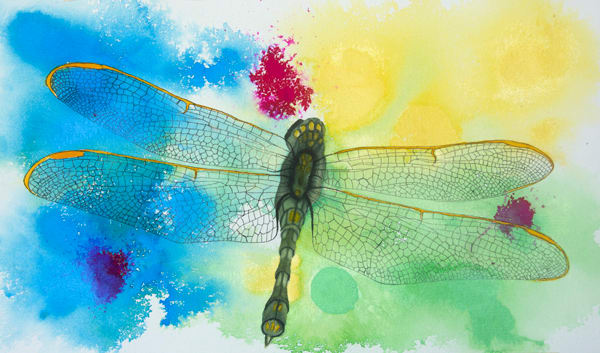 Dragonfly Logo by Terry Arroyo Mulrooney 