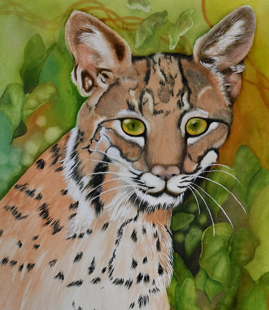 Bobcat 2 by Terry Arroyo Mulrooney 