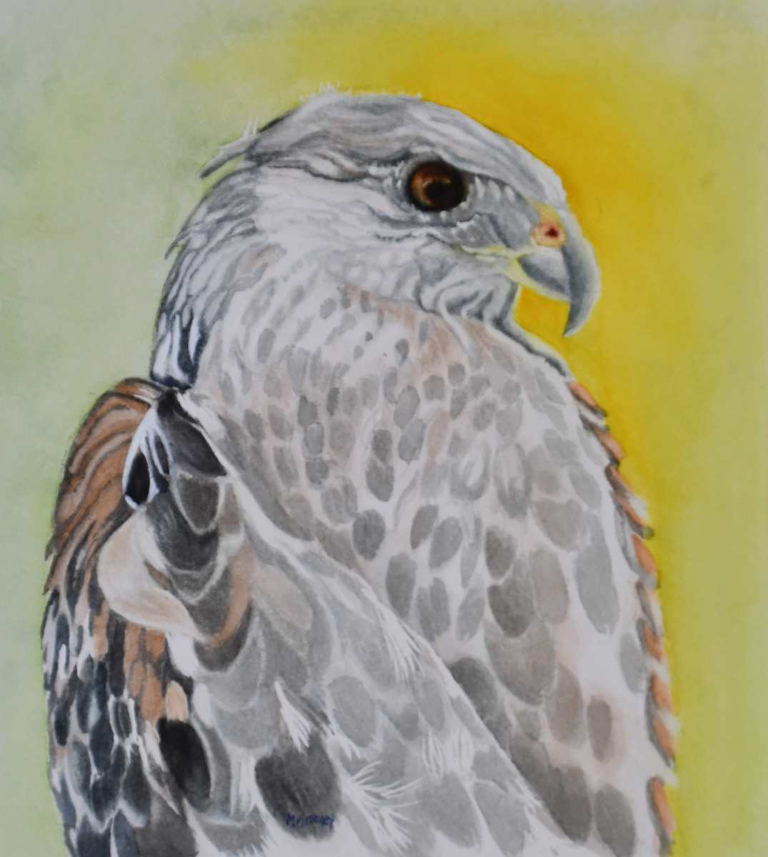 Brown Hawk by Terry Arroyo Mulrooney, Image 1.