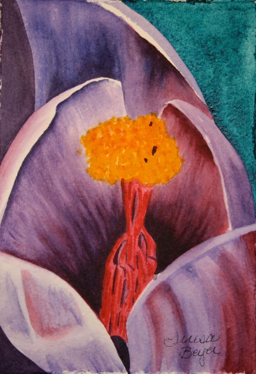 Purple Crocus, Image 1.