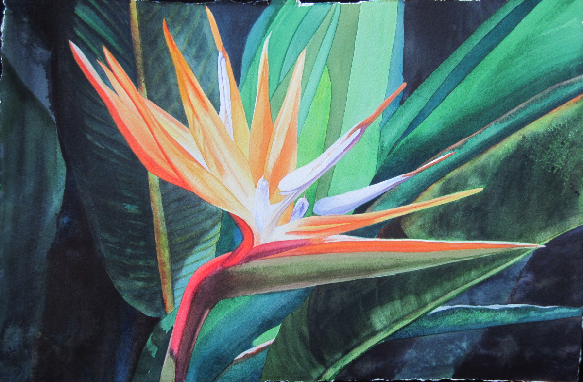 Bird of Paradise by Teresa Beyer  