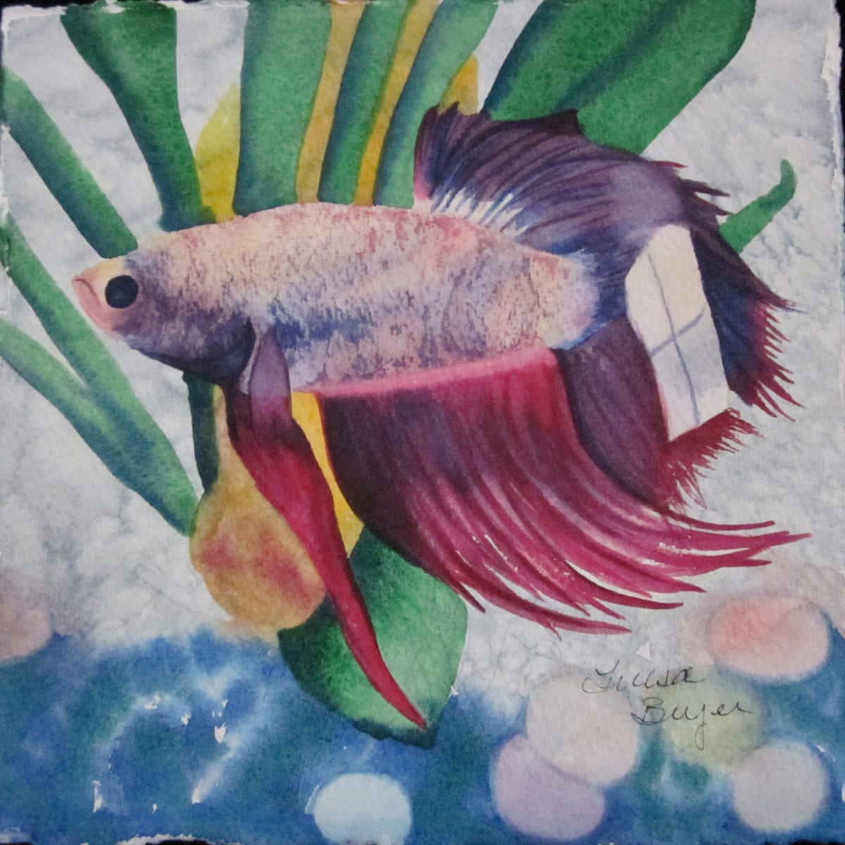 Betta 