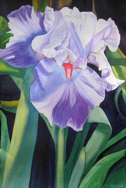 Iris a bearded beauty by Teresa Beyer  