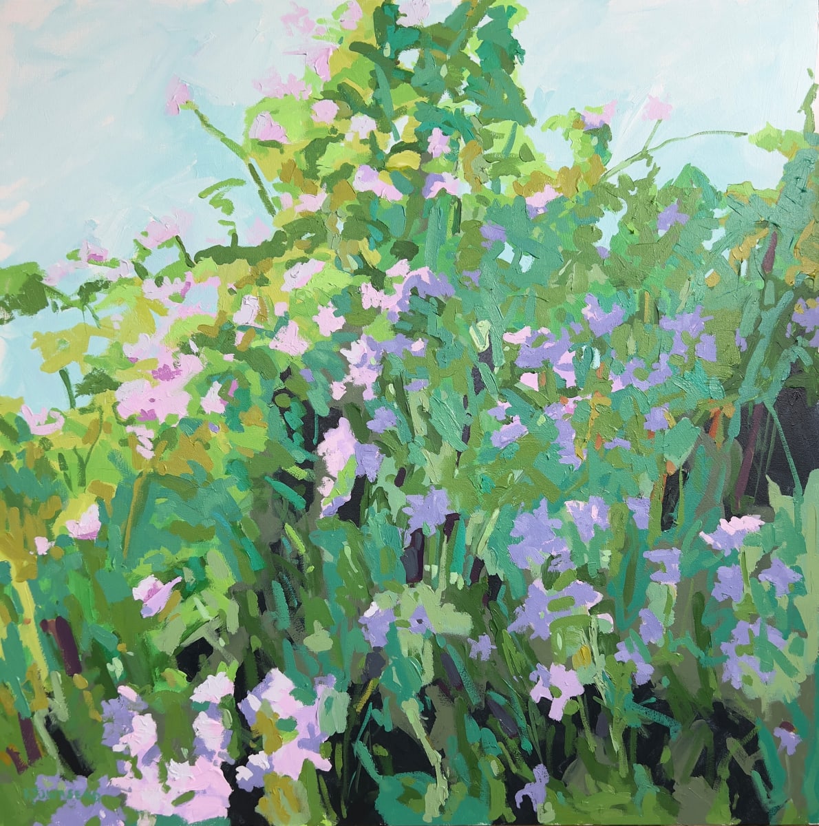 Crown Vetch 