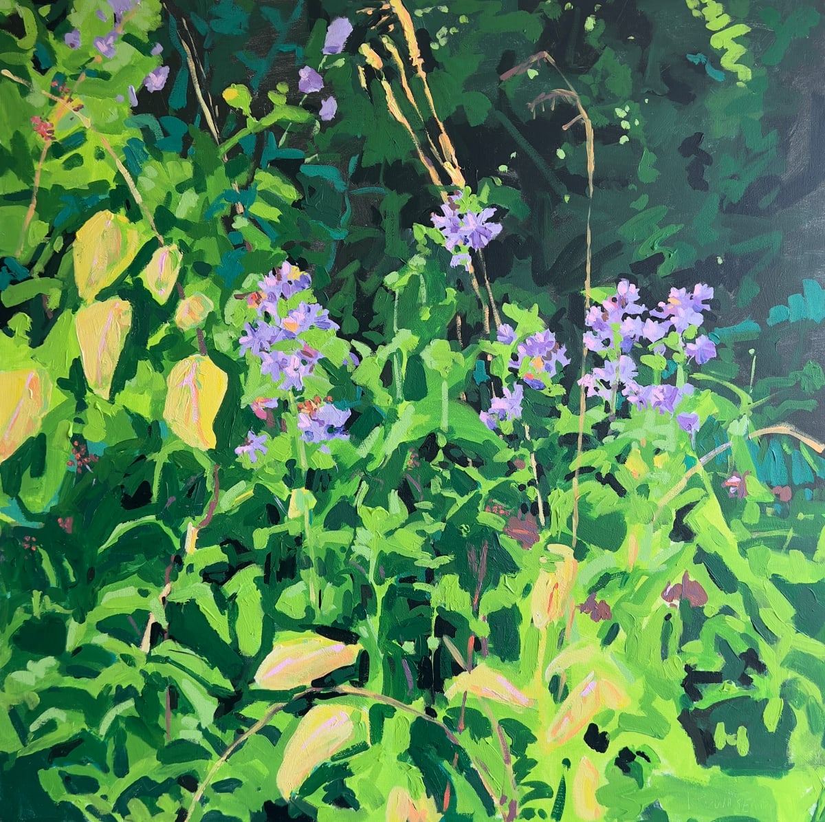 Soapwort by Krista Townsend 