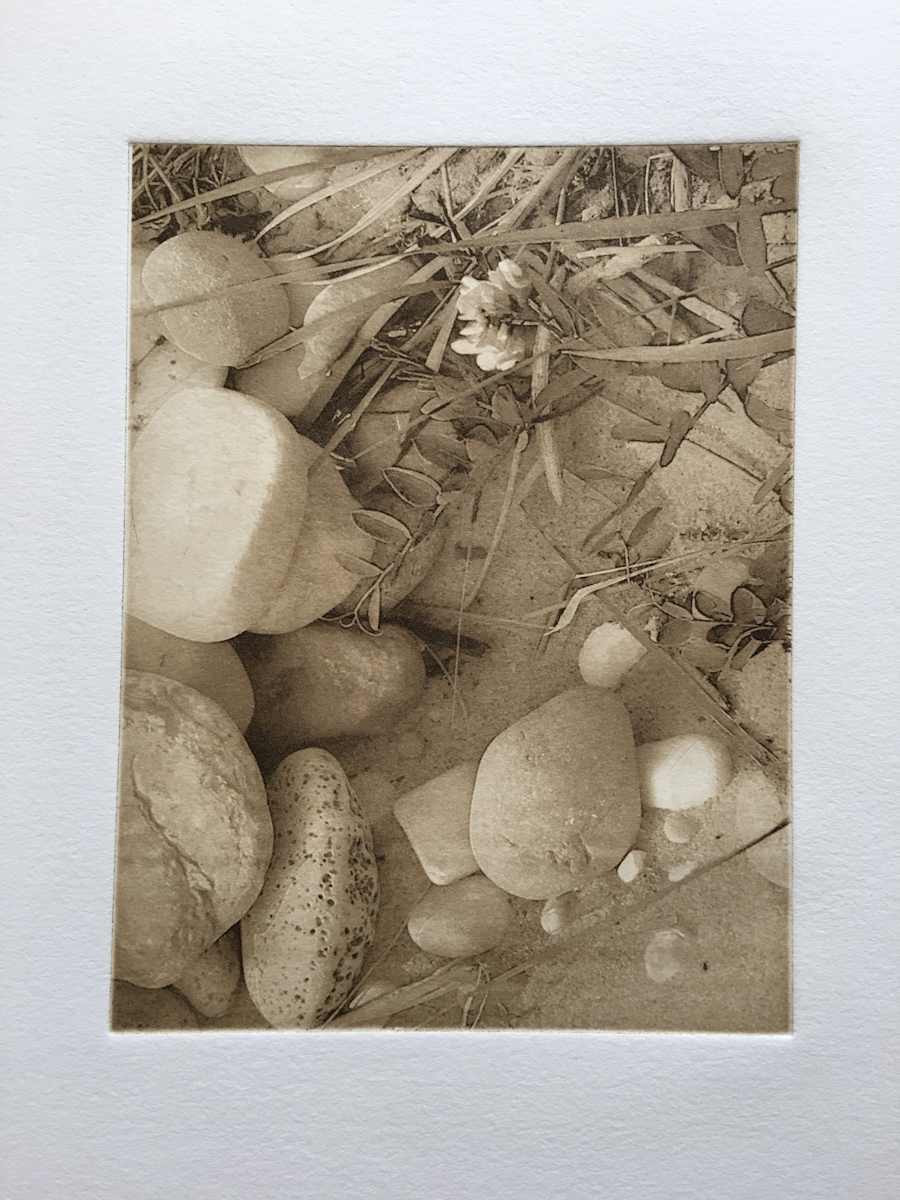 Dune flowers by Carol L Myers 