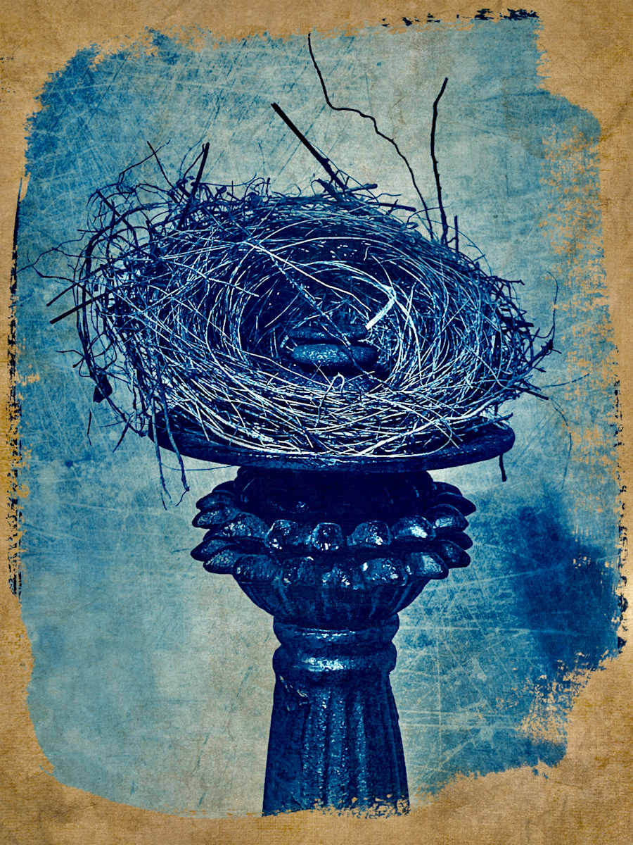 ?nest by Carol L Myers 