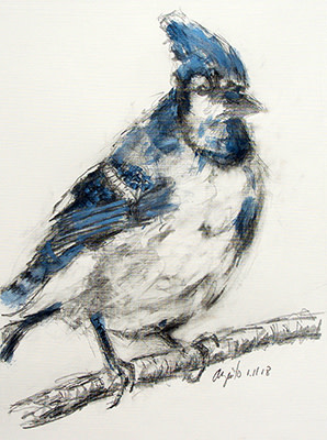 Blue Jay by Frank Argento 