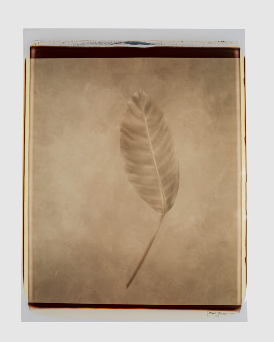 Untitled (from "Still Life") by Joyce Tenneson 